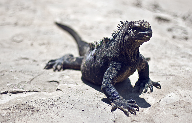 Elämää Galapagossaarilla 🇪🇨